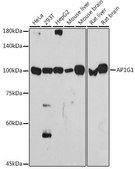 Anti-AP1G1 antibody produced in rabbit