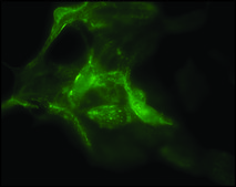 Anti-Caveolin-1 antibody produced in rabbit affinity isolated antibody, buffered aqueous solution