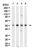Anti-PAH Antibody, clone 1L14 ZooMAb® Rabbit Monoclonal recombinant, expressed in HEK 293 cells