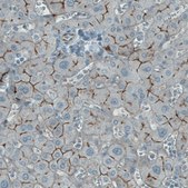 Monoclonal Anti-OCLN antibody produced in mouse Prestige Antibodies® Powered by Atlas Antibodies, clone CL1608, purified immunoglobulin, buffered aqueous glycerol solution