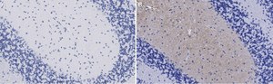 Anti-GluR1 Antibody, clone 1C11, ZooMAb® Rabbit Monoclonal recombinant, expressed in HEK 293 cells