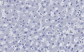 Anti-CD166/ALCAM Antibody, clone 1C2 ZooMAb® Rabbit Monoclonal recombinant, expressed in HEK 293 cells