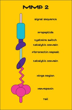 MMP-2 人 recombinant, ≥1,000 pmol/min/μg, expressed in HEK 293 cells