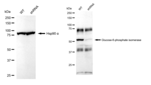 KD-Validated Anti Glucose 6 phosphate isomerase Antibody, clone 23GB5595, Rabbit Monoclonal clone 23GB5595, recombinant rabbit monoclonal, expressed in HEK293 cells