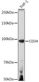 Anti- CD34 antibody produced in rabbit