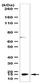 Anti-ATPIF1 Antibody from rabbit, purified by affinity chromatography