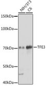 Anti-TFE3 antibody produced in rabbit