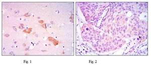 Anti-SMAD5 Antibody, clone 3H9 ascites fluid, clone 3H9, from mouse