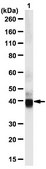 Anti-SIRT2 Antibody from rabbit, purified by affinity chromatography