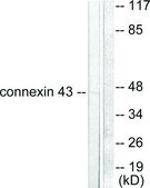 Anti-Connexin 43 antibody produced in rabbit affinity isolated antibody