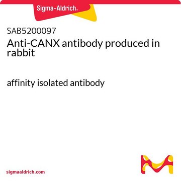 Anti-CANX antibody produced in rabbit affinity isolated antibody