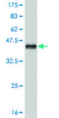 Monoclonal Anti-TCF7L2 antibody produced in mouse clone 1A1, purified immunoglobulin, buffered aqueous solution