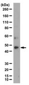 Anti-BMP2 from rabbit, purified by affinity chromatography