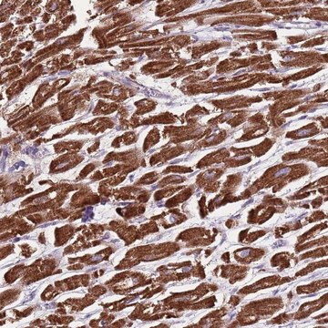 Anti-GAS8 antibody produced in rabbit Prestige Antibodies® Powered by Atlas Antibodies, affinity isolated antibody, buffered aqueous glycerol solution