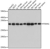 Anti-PSMA1 antibody produced in rabbit