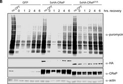 Anti-Puromycin Antibody, clone 12D10 clone 12D10, from mouse