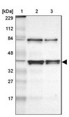 ANTI-HNRNPD antibody produced in rabbit Prestige Antibodies® Powered by Atlas Antibodies, affinity isolated antibody, buffered aqueous glycerol solution
