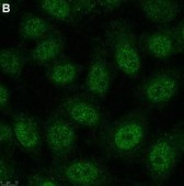 Anti-Twist1 Antibody, clone 4L15 ZooMAb® Rabbit Monoclonal recombinant, expressed in HEK 293 cells