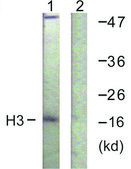 Anti-Histone H3 antibody produced in rabbit affinity isolated antibody