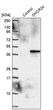 Anti-DHCR24 antibody produced in rabbit Prestige Antibodies® Powered by Atlas Antibodies, affinity isolated antibody, buffered aqueous glycerol solution