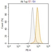 Anti-PTP1B Antibody, clone 2I8 ZooMAb® Rabbit Monoclonal recombinant, expressed in HEK 293 cells