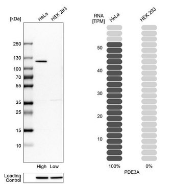 Anti-PDE3A antibody produced in rabbit Prestige Antibodies® Powered by Atlas Antibodies, affinity isolated antibody, buffered aqueous glycerol solution