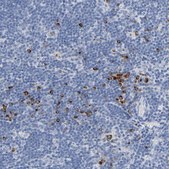 Anti-GZMB antibody produced in rabbit Prestige Antibodies® Powered by Atlas Antibodies, affinity isolated antibody, buffered aqueous glycerol solution