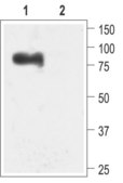 Anti-Potassium Channel SK3 (KCa3, Kcnn3, SKCa3) antibody produced in rabbit affinity isolated antibody, lyophilized powder
