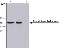 Anti-Glutathione Reductase antibody, Mouse monoclonal clone GR6, purified from hybridoma cell culture