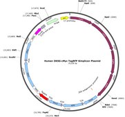 Human OKSG-cMyc TagRFP Simplicon® Plasmid suitable for detection
