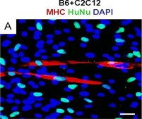 抗核抗体，克隆235-1 clone 235-1, Chemicon®, from mouse