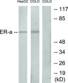Anti-Estrogen Receptor-α antibody produced in rabbit affinity isolated antibody