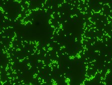 Proteus FISH probe - ATTO488 Probe for fluorescence in situ hybridization (FISH),20 μM in water