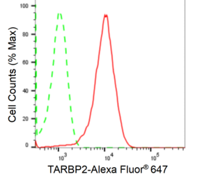 KD-Validated Anti TARBP2 Antibody, clone 24GB2425, Rabbit Monoclonal clone 24GB2425, recombinant rabbit monoclonal, expressed in HEK293 cells