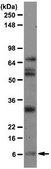 Anti-Amyloid β40 Antibody, clone G2-10 clone G2-10, from mouse
