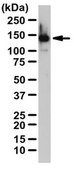 Anti-TMEM132A Antibody from rabbit, purified by affinity chromatography