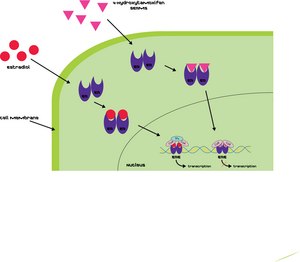4-Hydroxytamoxifen ≥70% Z isomer (remainder primarily E-isomer)