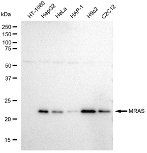 KD-Validated Anti MRAS Antibody, clone 23GB2150, Rabbit Monoclonal clone 23GB2150, recombinant rabbit monoclonal, expressed in HEK293 cells
