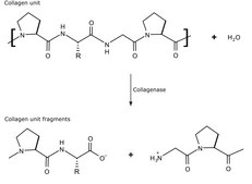 Collagenase from Clostridium histolyticum lyophilized powder, ≥125 CDU/mg solid (CDU = collagen digestion units), 0.5-5.0 FALGPA units/mg solid