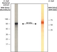 抗-GroEL 兔抗 IgG fraction of antiserum, buffered aqueous solution