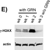 Anti-Histone H2A.X Antibody serum, Upstate®