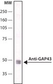 Monoclonal Anti-Growth Associated Protein-43 antibody produced in mouse clone GAP-7B10, ascites fluid