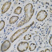 Anti-GLUL antibody produced in rabbit