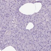 Anti-SYN1 antibody produced in rabbit Prestige Antibodies® Powered by Atlas Antibodies, affinity isolated antibody, buffered aqueous glycerol solution