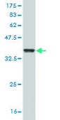 Monoclonal Anti-GZMM antibody produced in mouse clone 4D11, purified immunoglobulin, buffered aqueous solution