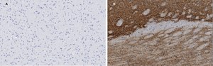Anti-VGluT1 Antibody, clone 4O15, ZooMAb® Rabbit Monoclonal recombinant, expressed in HEK 293 cells