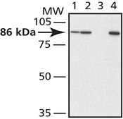 Anti-Mitofusin-2 (N-Terminal) antibody produced in rabbit affinity isolated antibody, buffered aqueous solution