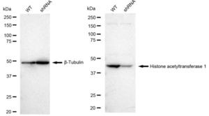 KD-Validated Anti Histone acetyltransferase 1 Antibody, clone 23GB2090, Rabbit Monoclonal clone 23GB2090, recombinant rabbit monoclonal, expressed in HEK293 cells