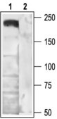 Anti-Calcium Channel (α1B Subunit) (N-type of Voltage-gated Ca2+ Channel) antibody produced in rabbit affinity isolated antibody, lyophilized powder