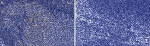 Anti-JAK2 Antibody, clone 1L13 ZooMAb® Rabbit Monoclonal recombinant, expressed in HEK 293 cells